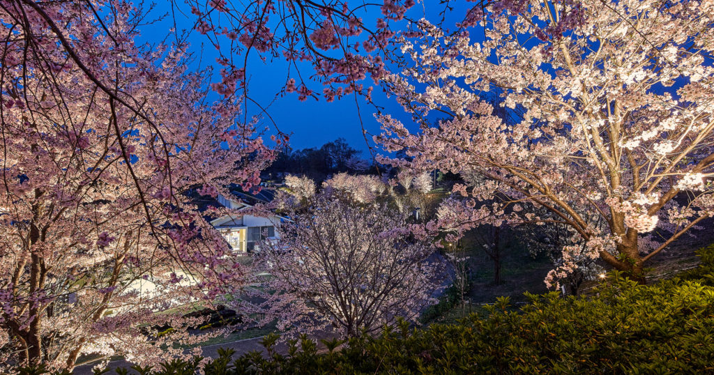 光のプロが教える四季折々の庭を夜でも楽しむコツ Digispot デジスポット