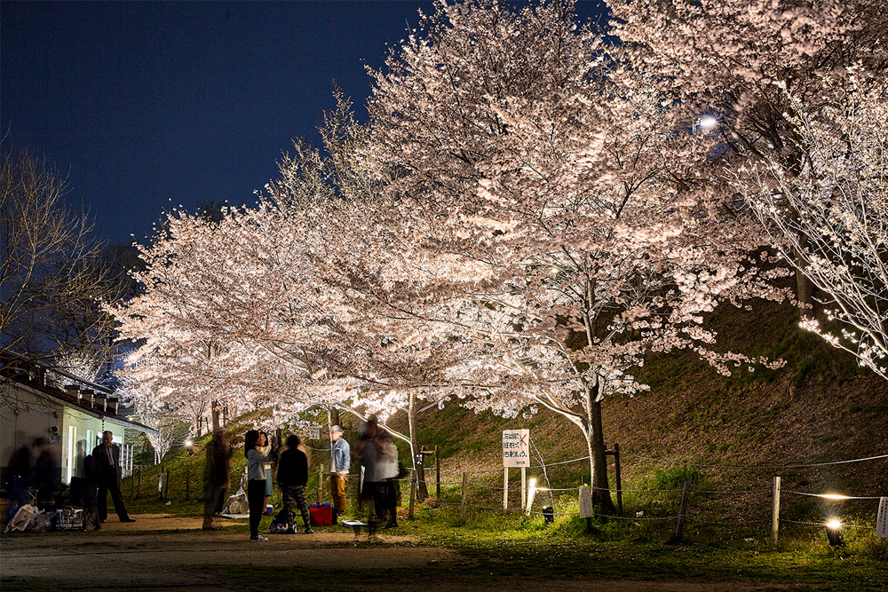 桜シーズンのしらとりの郷の写真