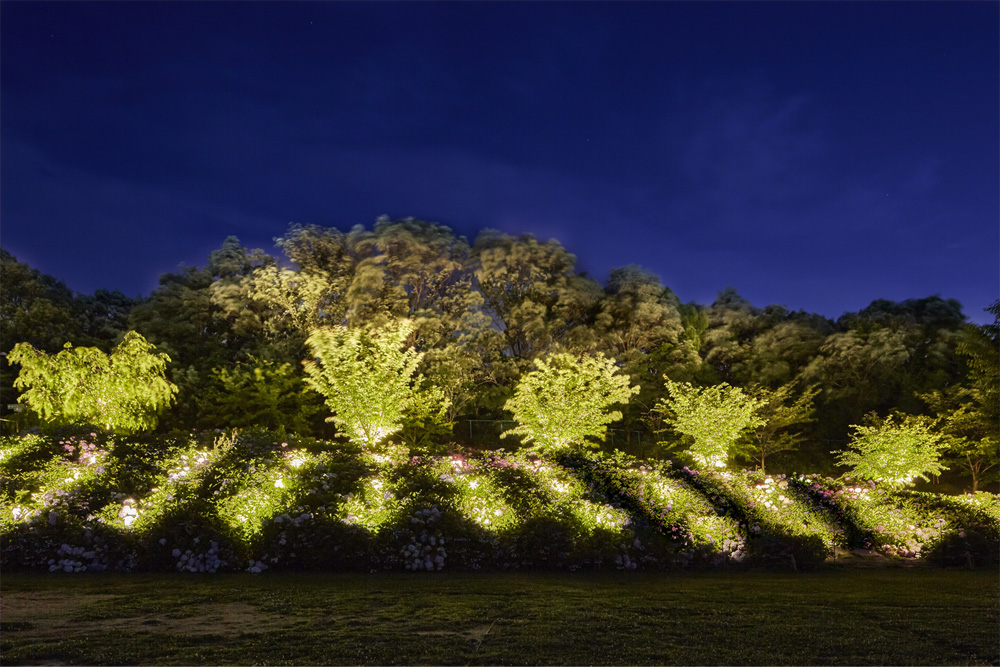 敷地内の最も奥に植えられているアジサイをライトアップしている写真