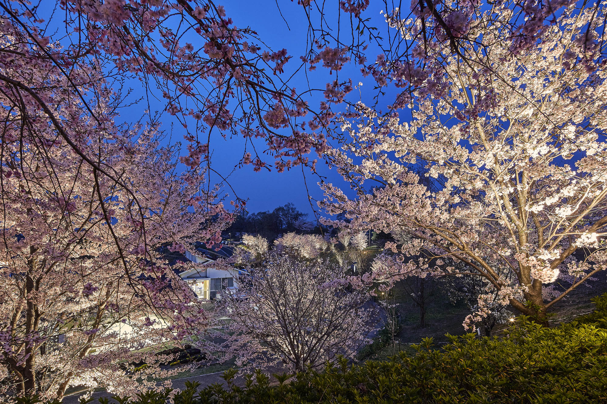 桜を白っぽい光でライトアップしている様子