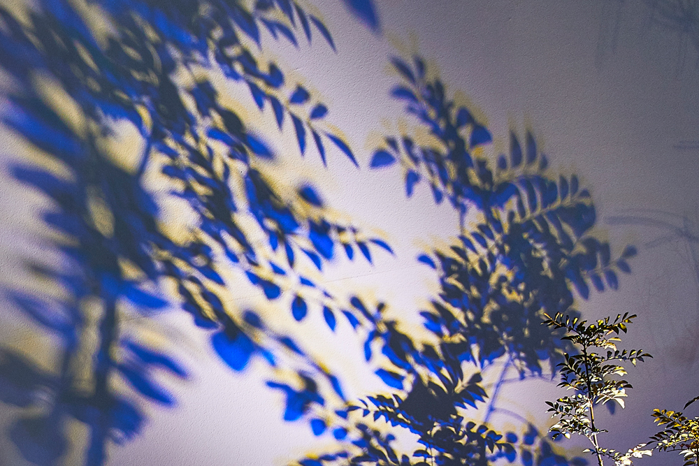 電球色のライトにブルーのカラーシャドウフィルターを取り付けて植栽を照らしたイメージ