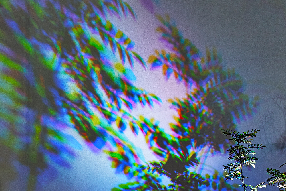 電球色のライトにマルチカラーのカラーシャドウフィルターを取り付けて植栽を照らしたイメージ