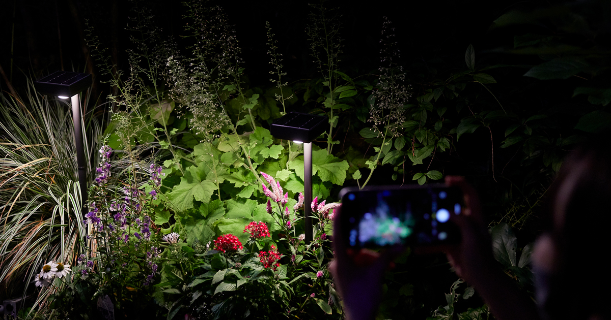 LEDライト花のポット。 LEDライト花のポット。