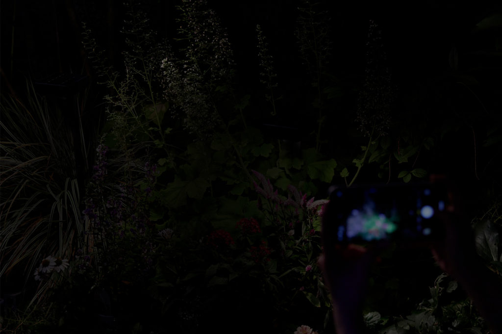 花のひかりでライトアップする前の夜の花壇
