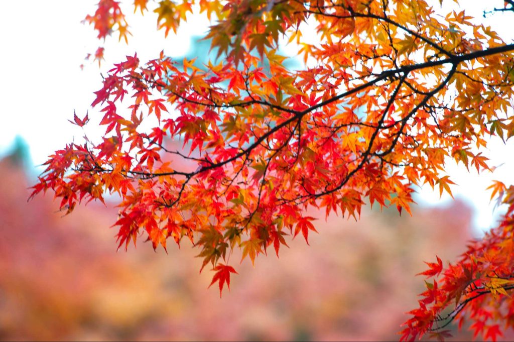秋のイメージ