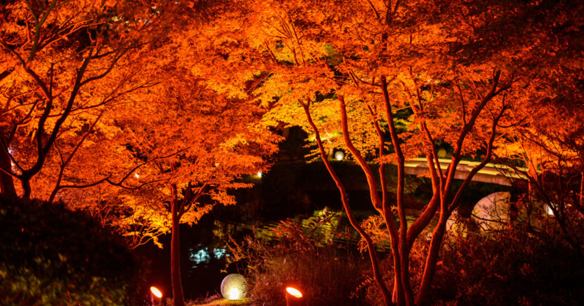 LEDIUS ライティング NEWS 10月号＞ 紅葉を美しく彩るライトアップ特集