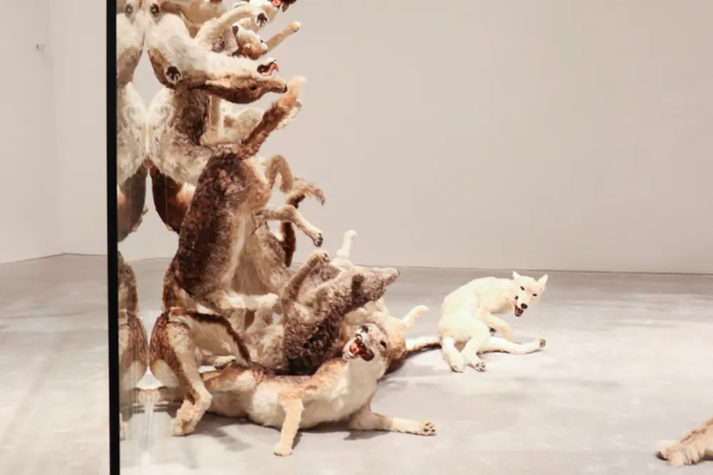 「ヘッド・オン」の壁にぶつかっているオオカミの様子