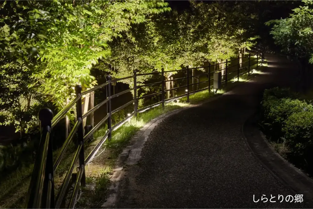 樹木をライトアップしているイメージ