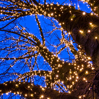 実は○○○から始まった！ 意外と知られていないイルミネーションの起源