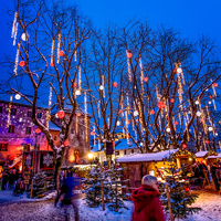 イルミ初心者必見。広葉樹を活かすイルミネーションテクニック5選