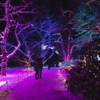 アレンジの幅は無限大！ ストリング系イルミネーションの使い方レシピ