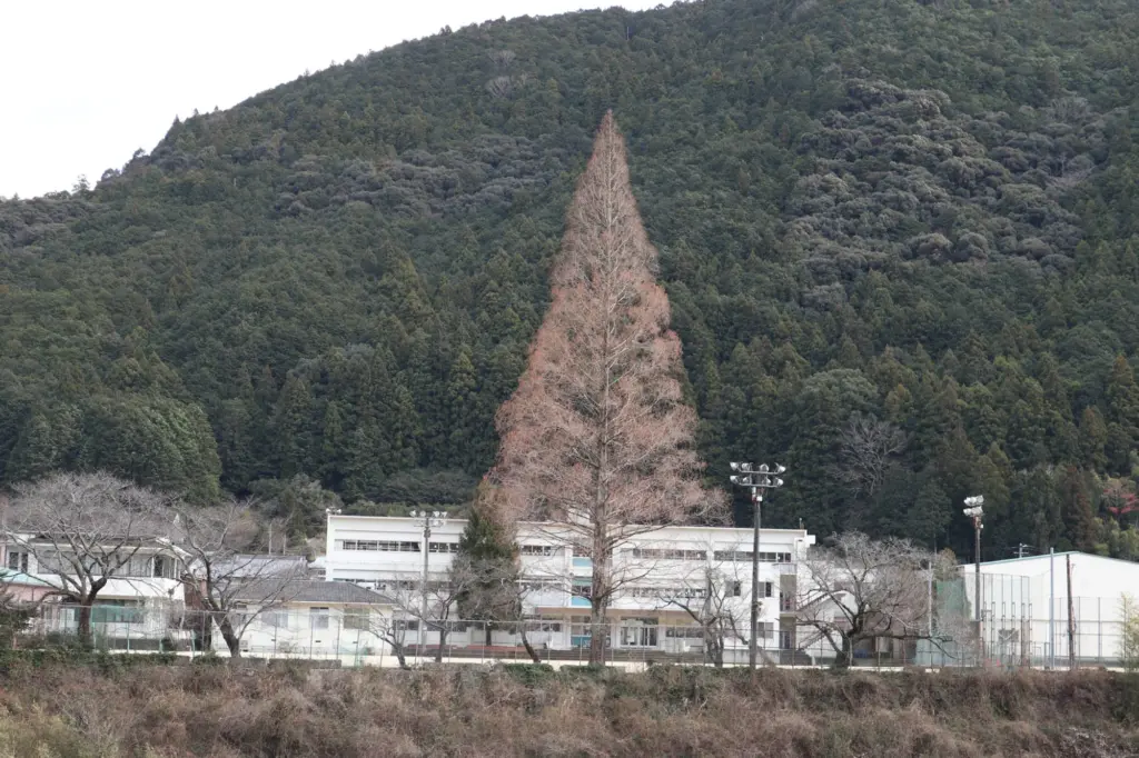 美山中学校の中心にそびえ立つメタセコイヤの木