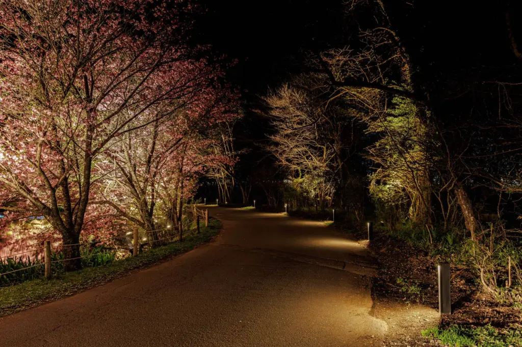 ライトアップされた散策路の様子①