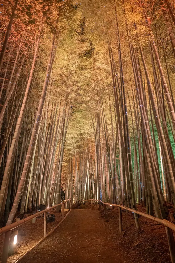 東山観月路の竹林の演出のバリエーション(オレンジ)