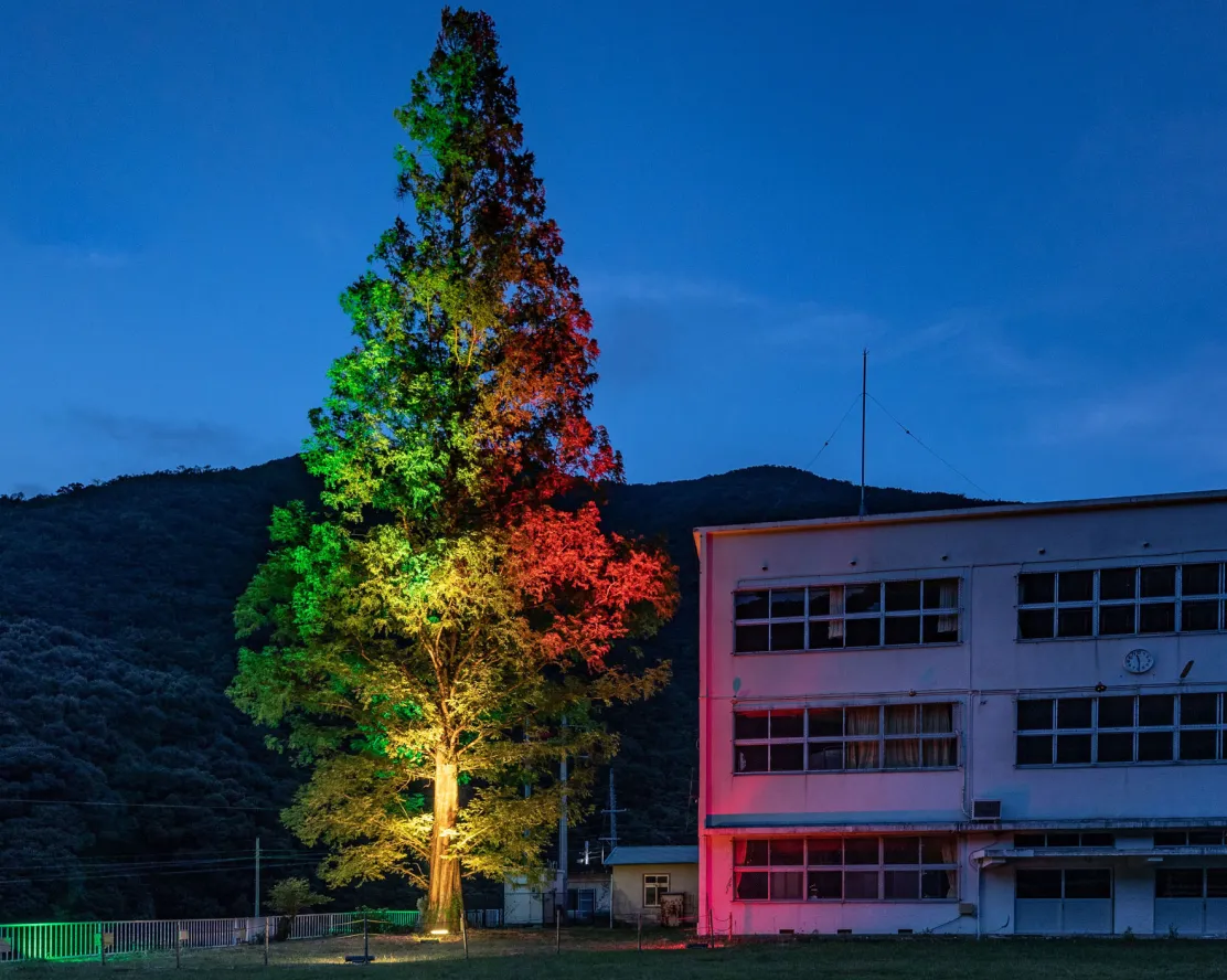 廃校の再活用|和歌山県印南町旧真妻小学校メタセコイヤライトアップ