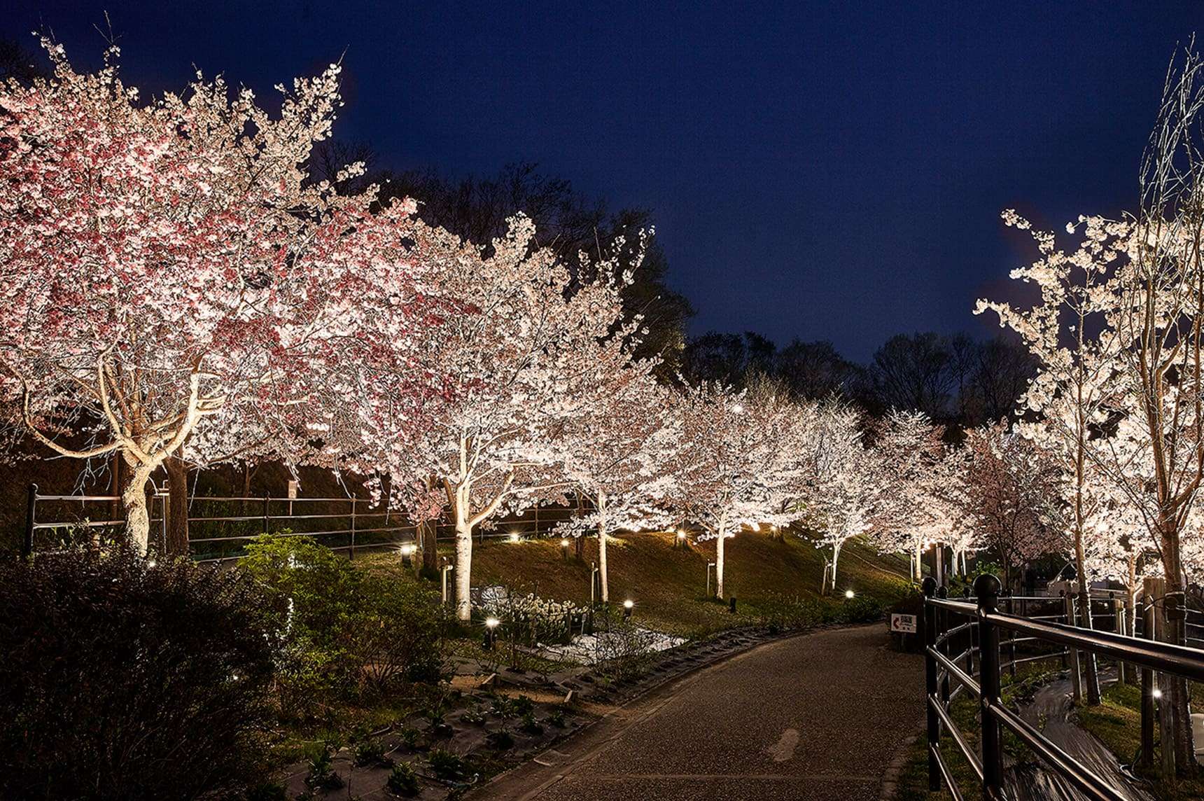 Garden Up Lights4